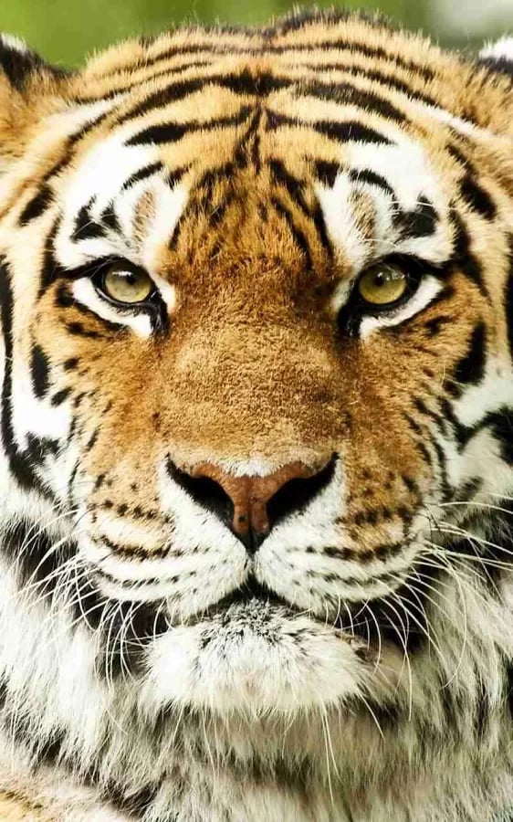 Wild Tiger Jigsaw Puzzle截图7