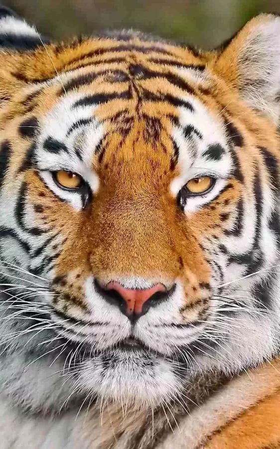 Wild Tiger Jigsaw Puzzle截图6