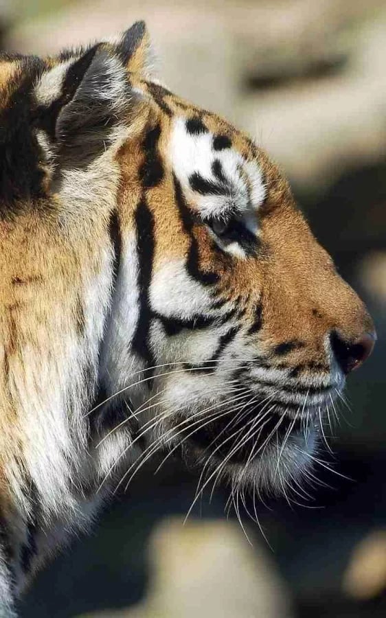 Wild Tiger Jigsaw Puzzle截图5