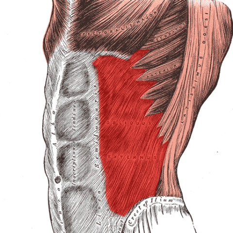 Muscle Atlas截图1