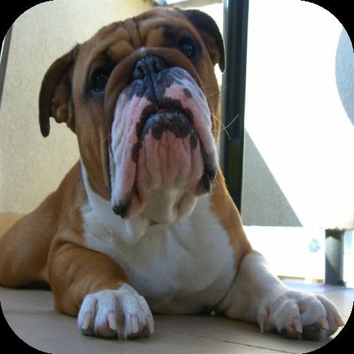 Dog Wallpaper For Android截图4