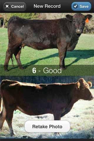 Beef Cow BCS截图5