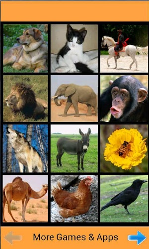 Zoo Sound Board截图4