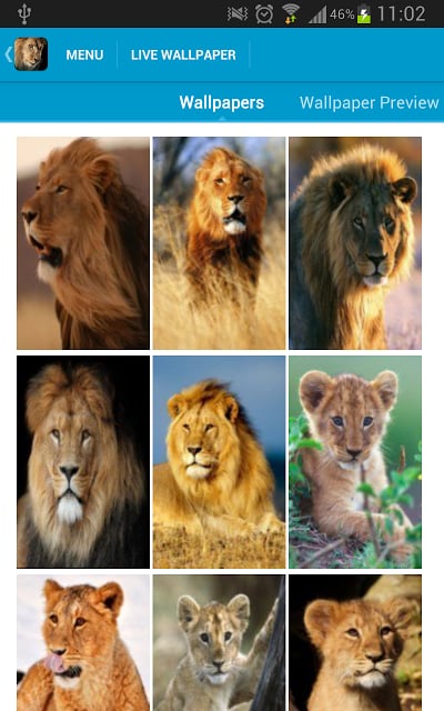 Amazing Lions Wallpapers截图7