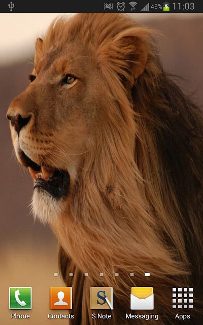 Amazing Lions Wallpapers截图8