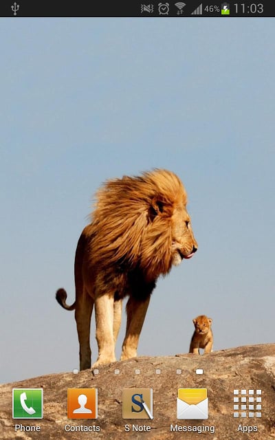 Amazing Lions Wallpapers截图6