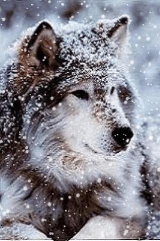 Wonderful Wolf Live Wallpaper截图2