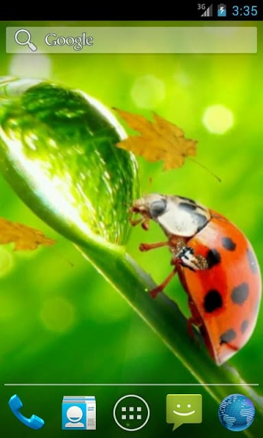 Ladybug Video Wallpaper HD截图2