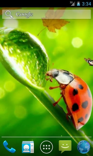 Ladybug Video Wallpaper HD截图3