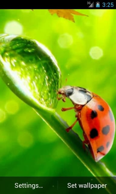 Ladybug Video Wallpaper HD截图1