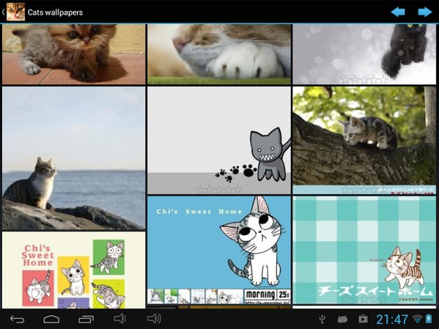 Cats wallpapers截图1