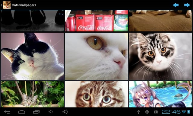 Cats wallpapers截图5