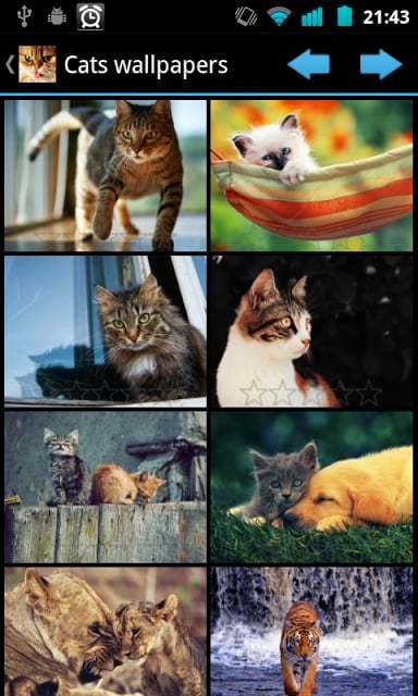 Cats wallpapers截图10