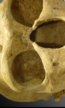 Sapiens -Archaeology &amp; History截图
