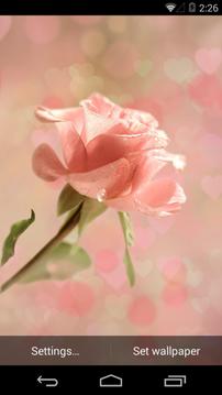 粉色玫瑰截图