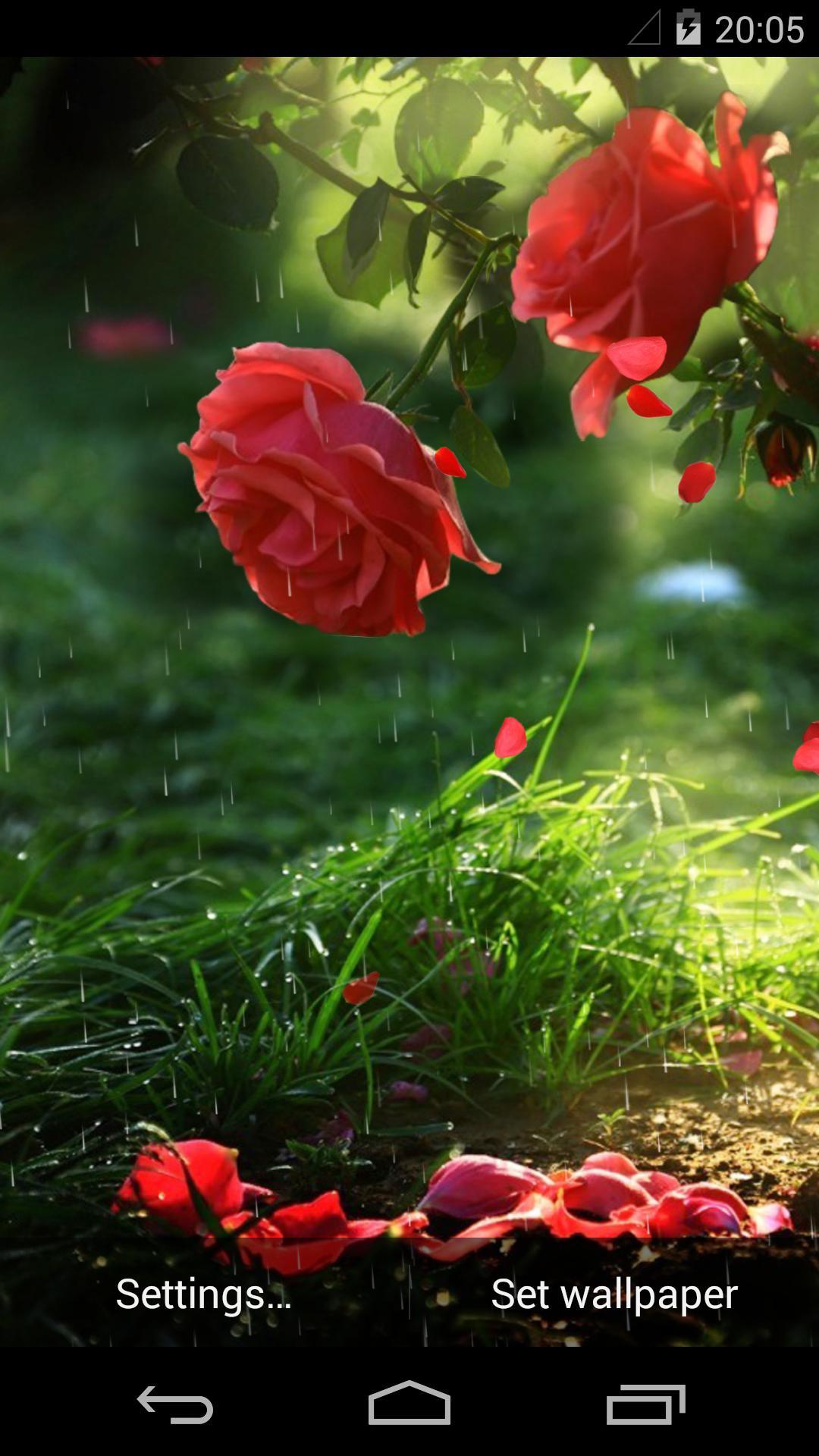 滴,雨,玫瑰,鲜花,高清图片,花卉-纯色壁纸