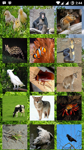 Animals Sound截图1