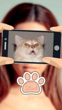 What cat am I?截图1