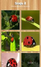 Ladybug Jigsaw Puzzle截图2