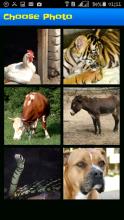 Animals Puzzel Game截图5