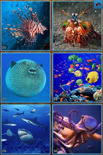 海洋鱼类拼图游戏截图3