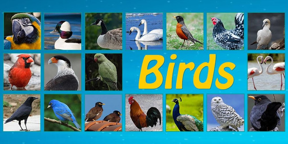 Animals & Birds : Real sound截图3