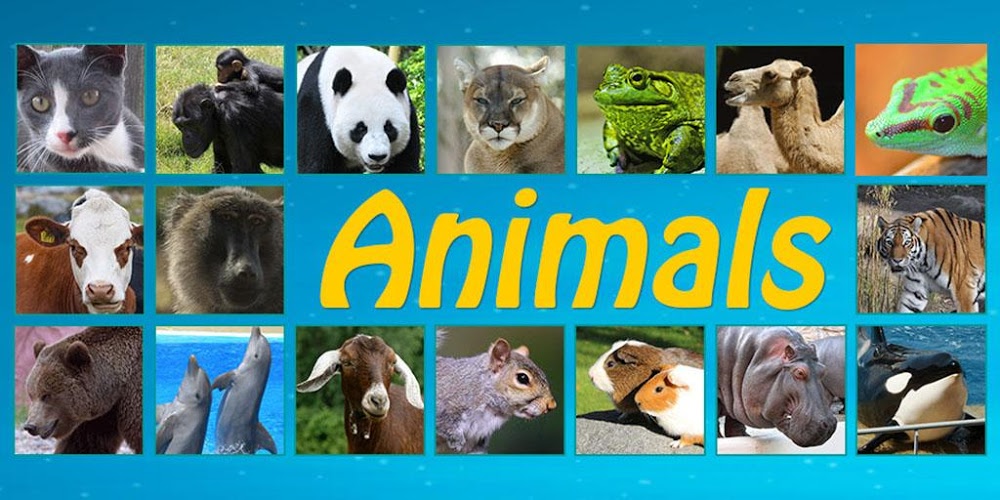 Animals & Birds : Real sound截图2