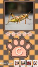 What animal am i?截图4