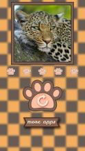 What animal am i?截图3