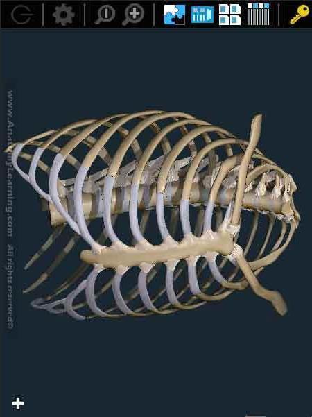 3D解剖学习截图5