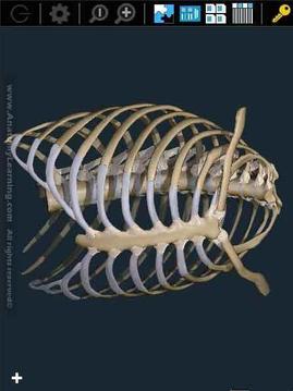 3D解剖学习截图