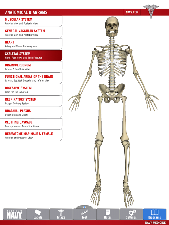 Anatomy Study Guide截图1