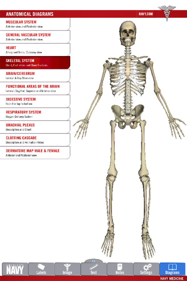 Anatomy Study Guide截图3