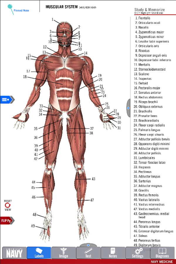 Anatomy Study Guide截图4