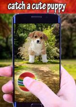 Pocket Catch Puppy Pet Go! Offline截图1