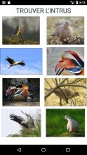 Quiz consacré aux oiseaux截图1
