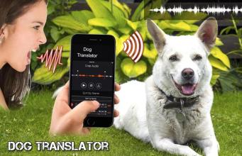 Dog Translator Simulator截图3