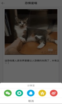 猫猫截图