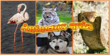 Animaux: Quiz d'animaux en francais截图1