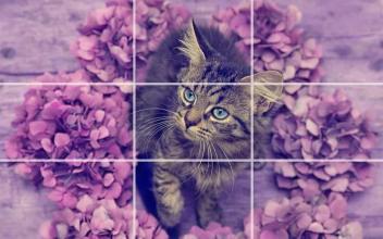 kittens Puzzle截图1