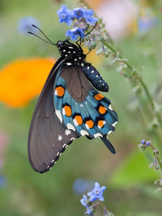 Butterfly Jigsaw Puzzles截图3