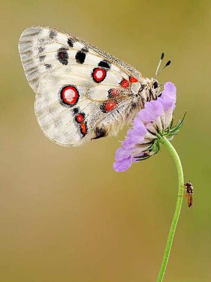 Butterfly Jigsaw Puzzles截图1