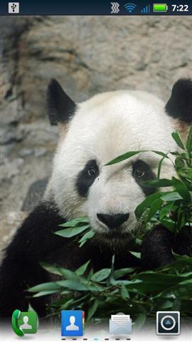 可爱的熊猫动态壁纸截图4