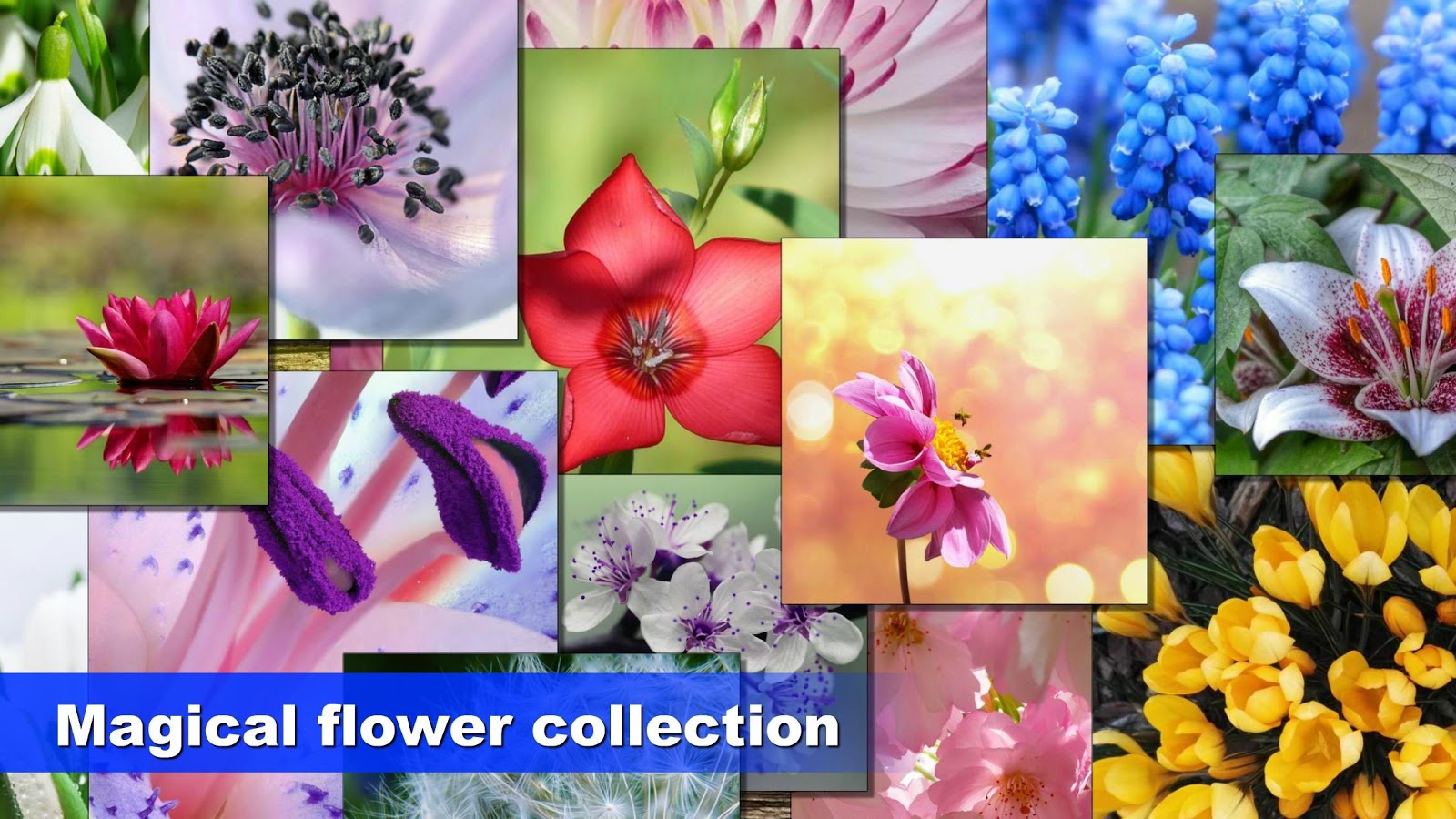 Jigsaw puzzle: Flower game blossom saga for family截图3