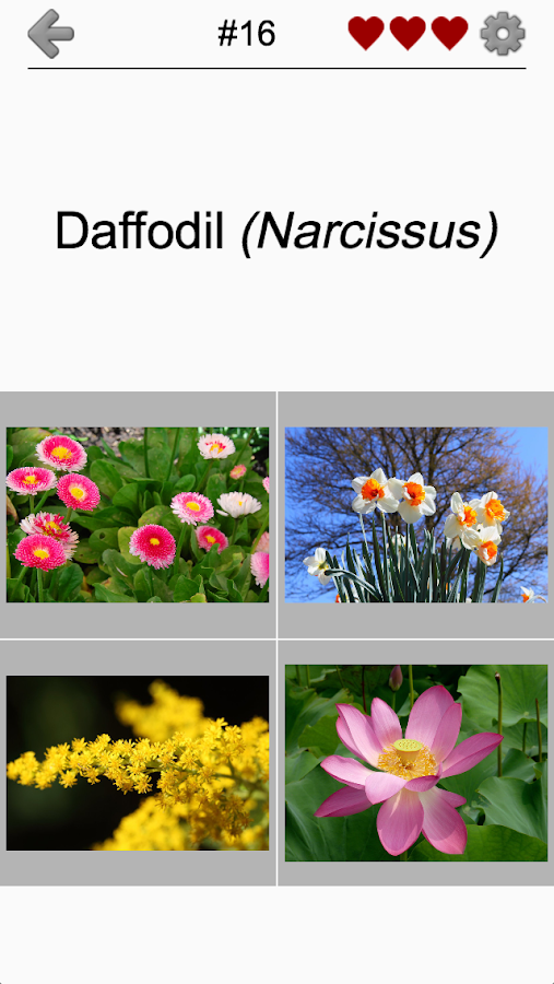 Flowers - Botanical Quiz about Beautiful Plants截图5