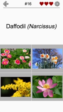 Flowers - Botanical Quiz about Beautiful Plants截图