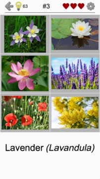 Flowers - Botanical Quiz about Beautiful Plants截图