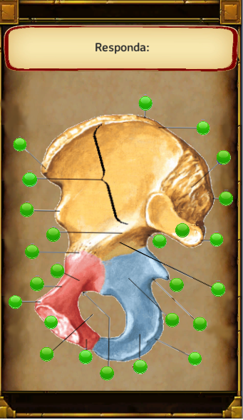 Jogando E Aprendendo Anatomia截图3