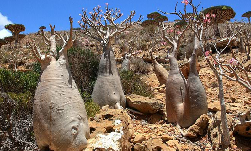 Escape From Socotra Island截图3