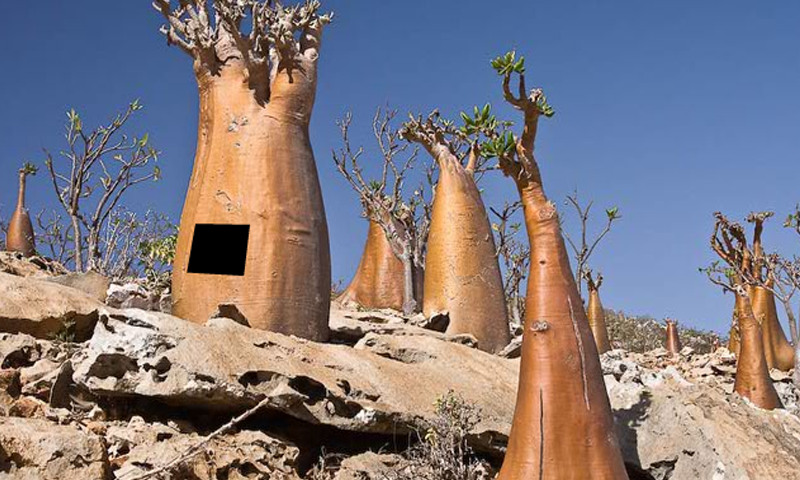 Escape From Socotra Island截图4